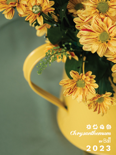 Chrysanthemum Catalogue