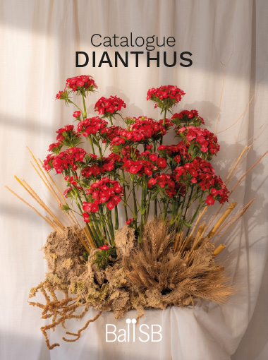 Dianthus Catalogue