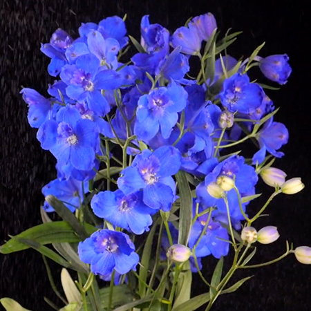 vid-delphinium