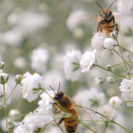 Breeding  Gypsophila