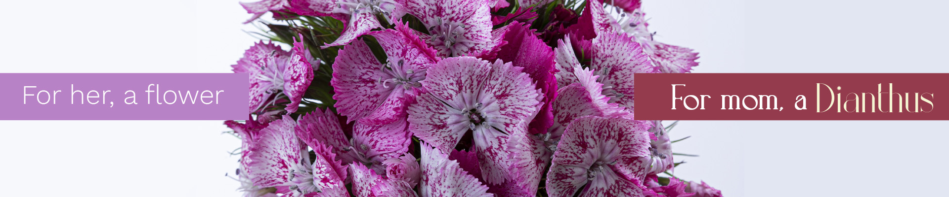 For her a flower, for mom a Dianthus