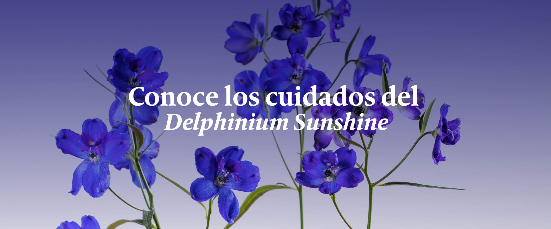 Don't cut it out! What do you know about Delphinium Sunshine care?