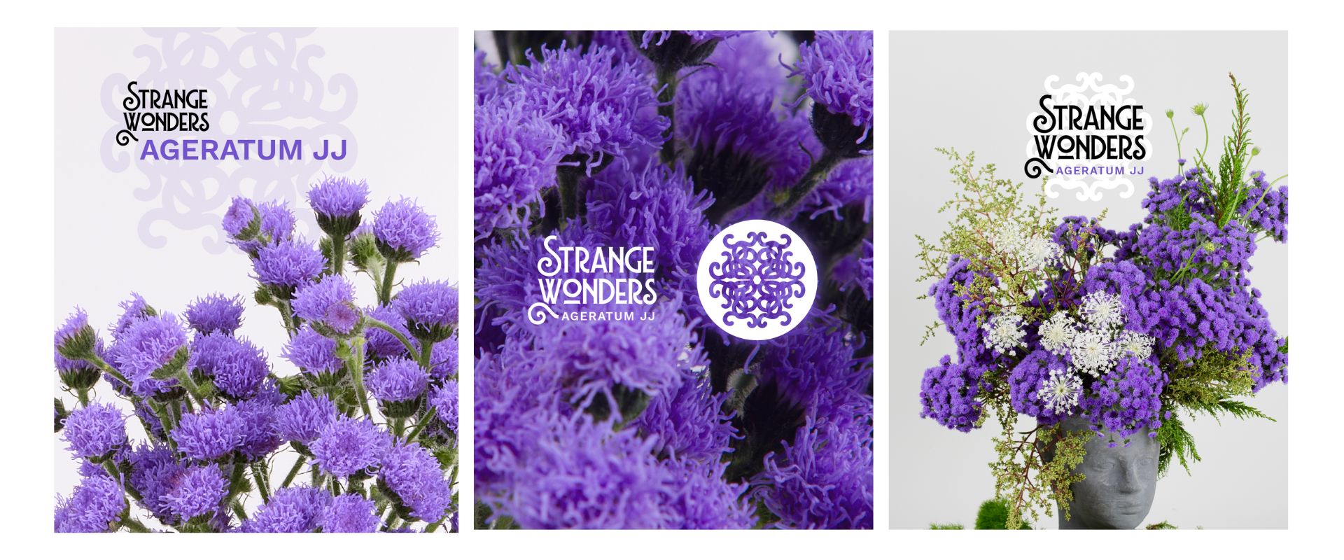 Ageratum,  la flor que sorprende sin pedir permiso