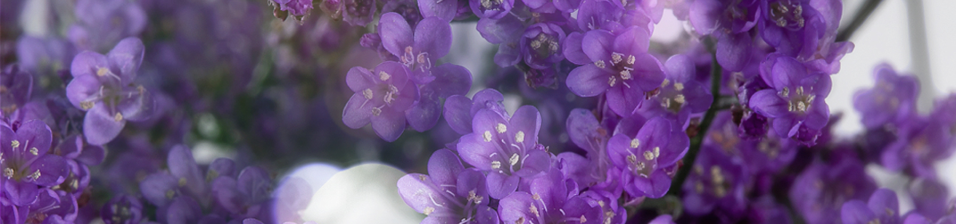 Limonium Hybrids - A glimpse of purple light!