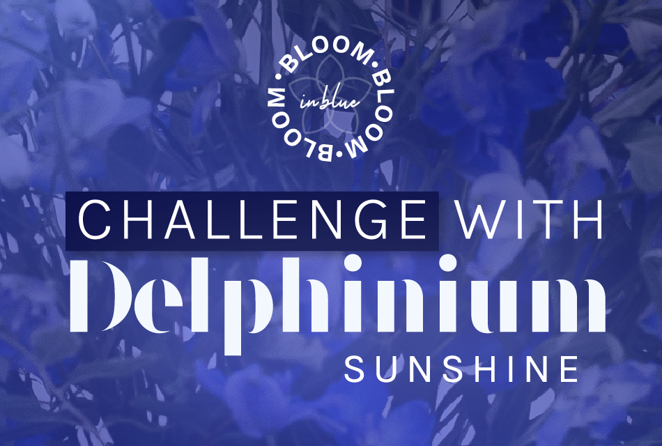 'Bloom in Blue' challenge with Delphinium Sunshine