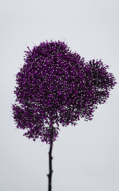 LAKE MICHIGAN VIOLET