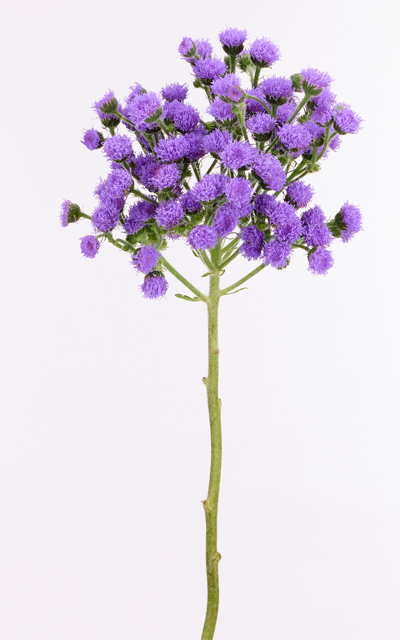 Ageratum JJ Complete stem