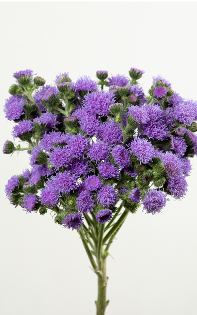 Ageratum JJ Close-up