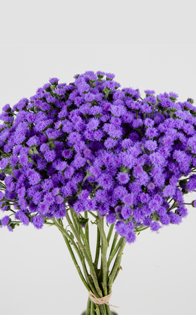 Ageratum JJ Bouquet