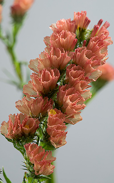 Orange Line close up