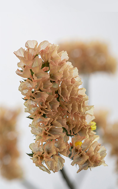 Appli Beauty detalle