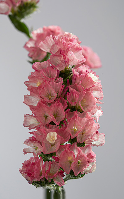 Tasmania Rose detalle