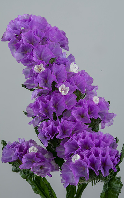 Meadow Violet Eye Close Up