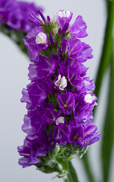 Kamui Violet Close up