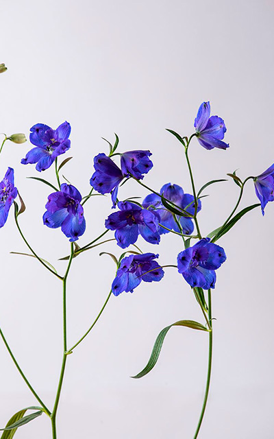 Delphinium Sunshine 2