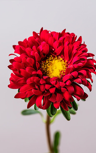 SCARLET