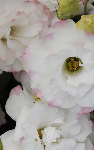 ROSE RIM BLOOM