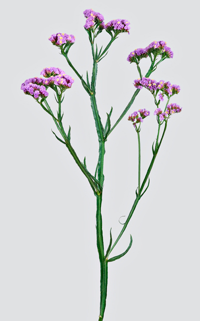 COMPLETE STEM