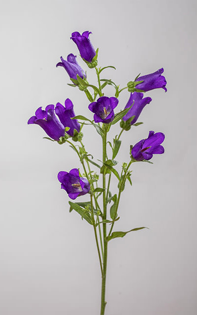 CAMPANULA CHAMPION BLUE