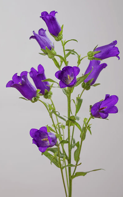 CAMPANULA CHAMPION BLUE