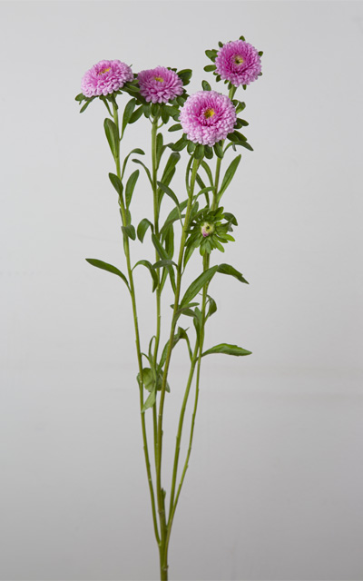 COMPLETE STEM